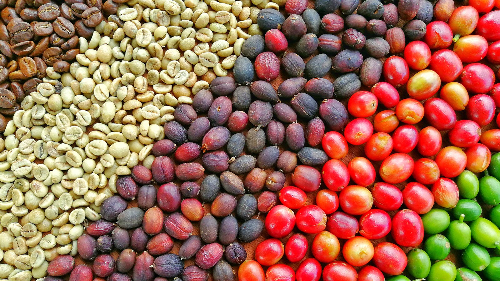 Características del grano café